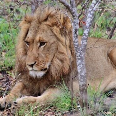 Een leeuw zien op echte safari!