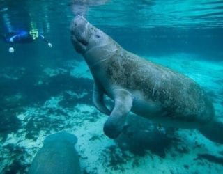 Zwem tussen de zeekoeien