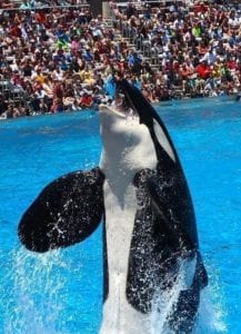 Seaworld: orka show