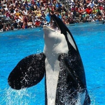 Seaworld: orka show