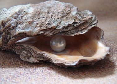 Proef lekkere oesters in Knysna