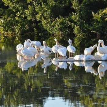 Sanibel - vogels