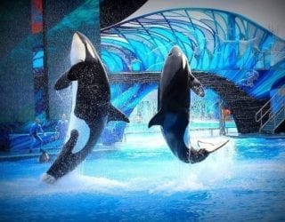 Seaworld: orka show