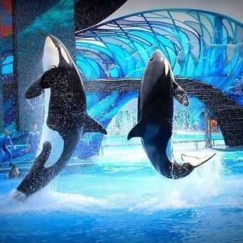 Seaworld: orka show