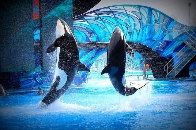 Seaworld: orka show