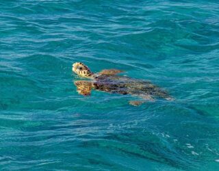 Spot zeeschildpadden in Zakynthos