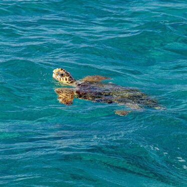 Spot zeeschildpadden in Zakynthos