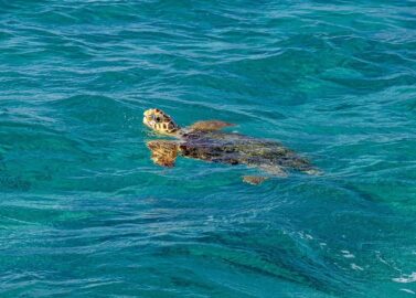 Spot zeeschildpadden in Zakynthos