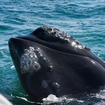 Spot walvissen van dichtbij