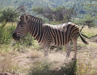 Zebra in Pilanesberg