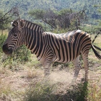 Zebra in Pilanesberg