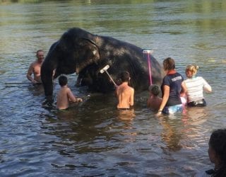 kinderen wassen de olifanten