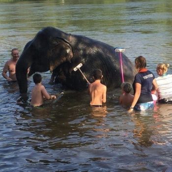 kinderen wassen de olifanten