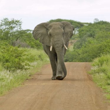 Zuid-Afrika met kinderen: olifant