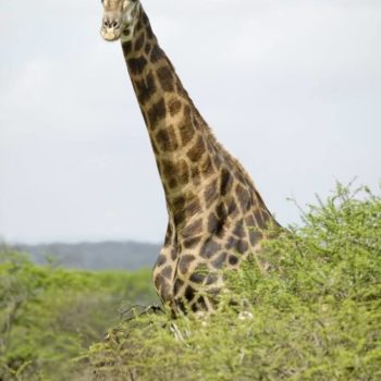 giraffen in het Hluhluwe-Umfolozi Park