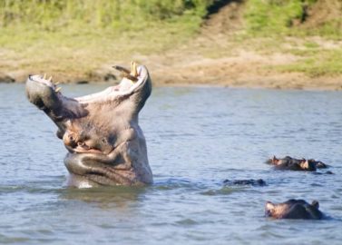 Varen tussen de nijlpaarden en krokodillen
