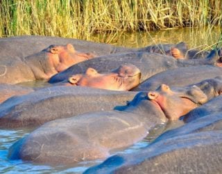 Hippopotamuses Sleeping In The Water St.Lucia
