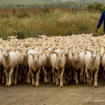 Tussenstop in een schapen- en struisvogelboerderij