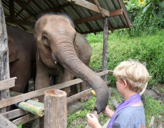 olifanten wassen met kinderen