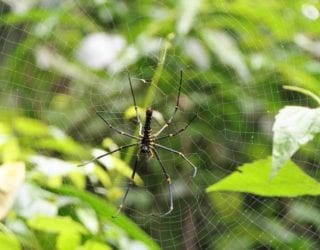 Khao Yai park, insecten