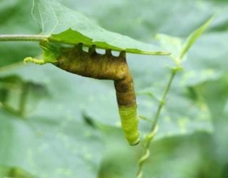 Khao Yai park, insecten