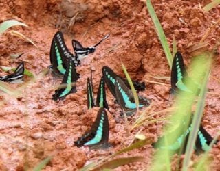 Khao Yai park, vlinders