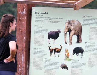 Khao Yai park, dieren