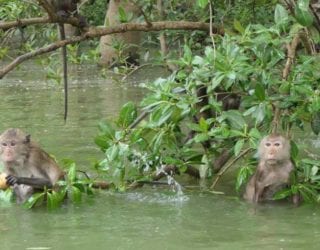 de aapjes in het mangrovebos