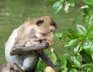 de aapjes in het mangrovebos