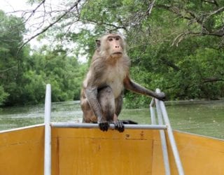 de aapjes in het mangrovebos
