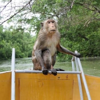 de aapjes in het mangrovebos