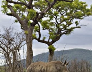 Zwarte en witte neushoorns spotten in Hluhluwe