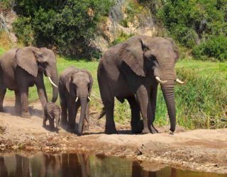 in het privé wildreservaat: olifanten