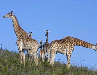 in het privé wildreservaat: giraffen