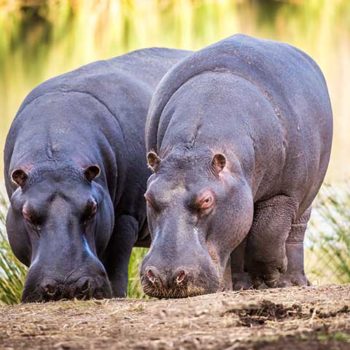 in het privé wildreservaat: nijlpaarden