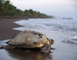 Reuzenschildpadden in Tortuguero