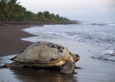 Reuzenschildpadden in Tortuguero