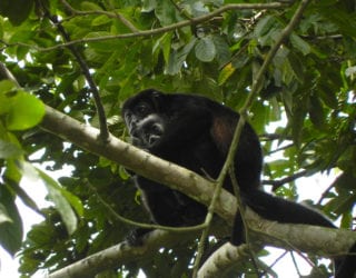 aapjes in Costa Rica
