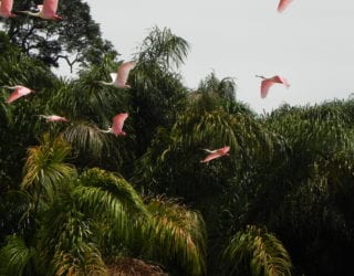 vogels in Costa Rica