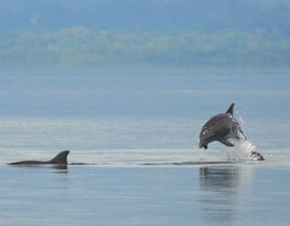 dolfijnen in Costa Rica