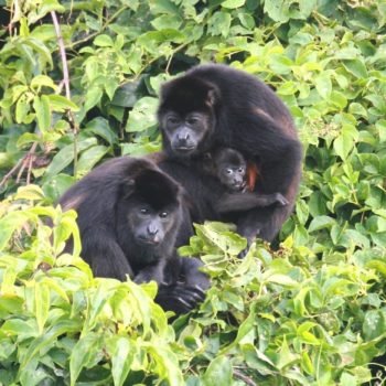 aapjes in Costa Rica