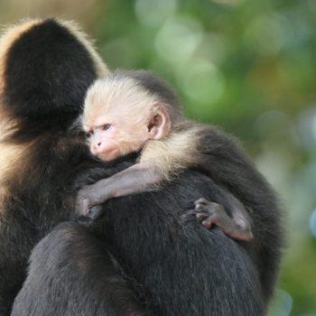 Manuel Antonio National Park: witte kapucijnapen