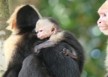 Manuel Antonio National Park: witte kapucijnapen