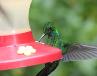 vogels in costa rica