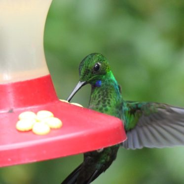 vogels in costa rica