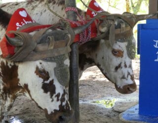 bezoek een boerderij met kinderen