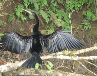 Boca Tapada: vogels