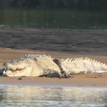 Boca Tapada: krokodil