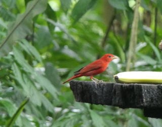 Boca Tapada vogels