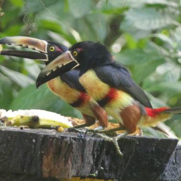 Mooie volgens in Sarapiqui spotten met kinderen